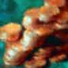 problem icon