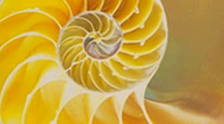 Image of a yellow shell 