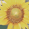 problem Icon