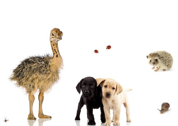 A picture of animals - an ostrich, a spider, two ladybirds, two puppies, a hedgehog and a snail.