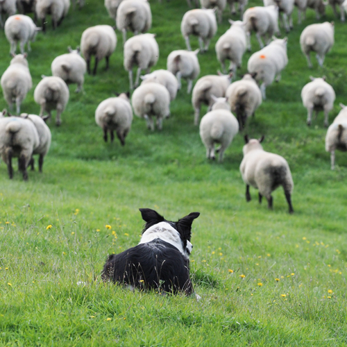 A sheepdog herding a field of sheep.