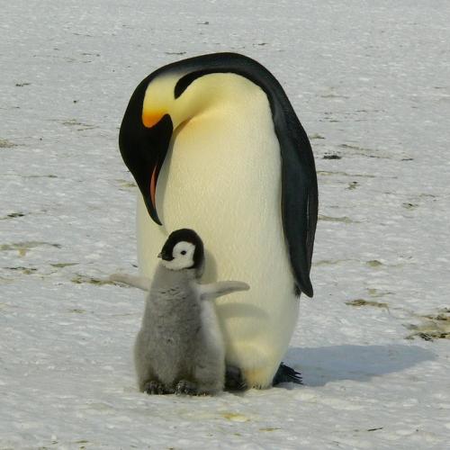 penguin parent and chick