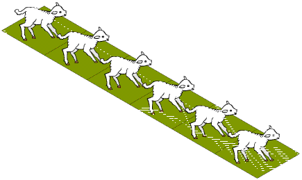 Fencing Lambs