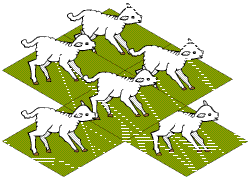 Fencing Lambs