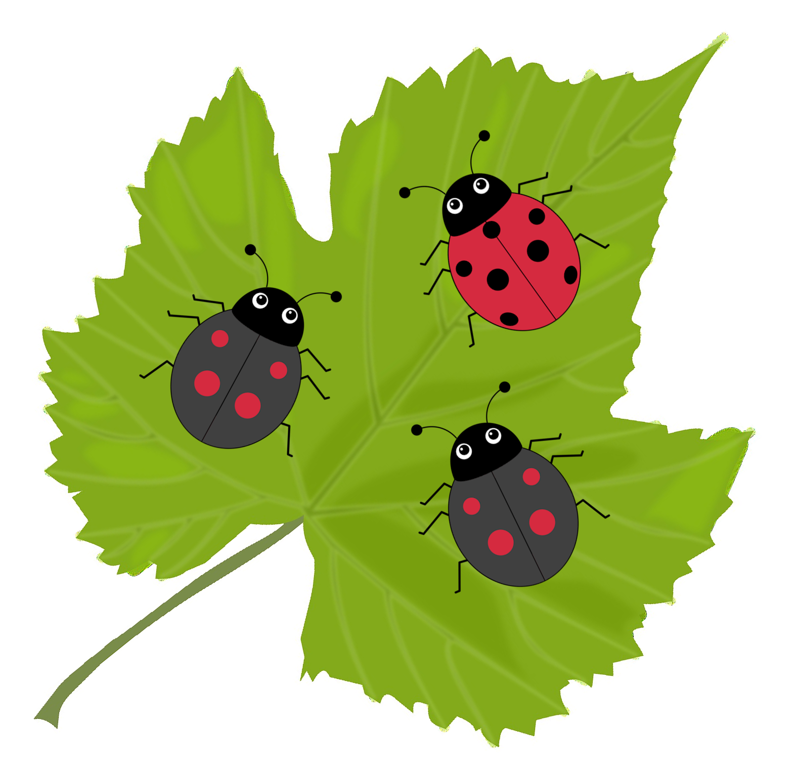 Two black ladybirds and one red ladybird