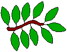 twig with 10 leaves