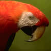 Image of a Parrot