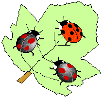 two black ladybirds, one red ladybird