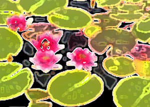 water lilies