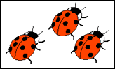 Ladybirds