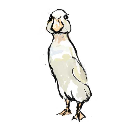a duckling