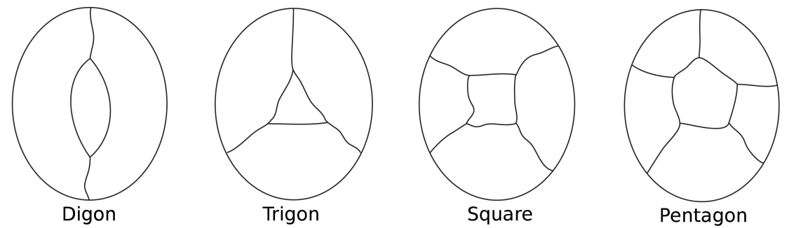 Digon, Trigon, Square, Pentagon