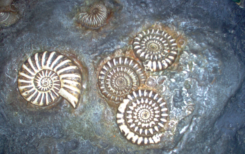 spiral shells