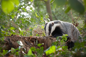 badger in the wild