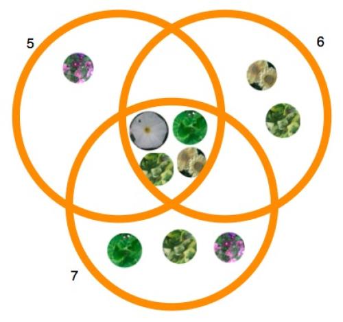 Plants