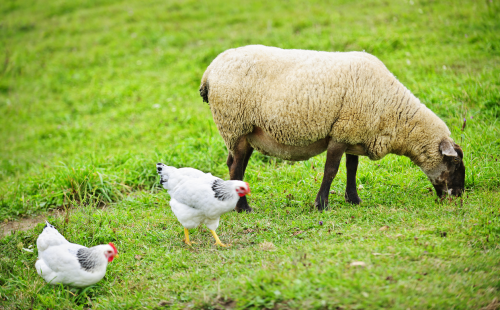 Two chickens and a sheep in a field.