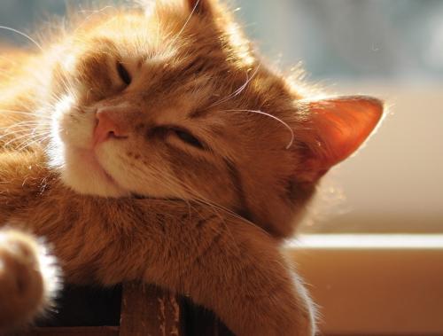 A ginger cat relaxing in the sun.