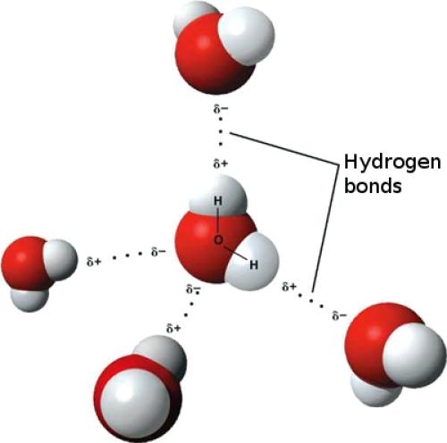 The amazing properties of water