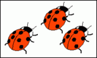 A card containing three ladybirds.