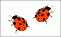 A card containing 2 ladybirds.