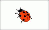 A card containing 1 ladybird.