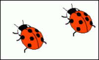A card containing 2 ladybirds.