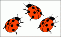 A card containing 3 ladybirds.