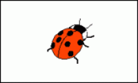 A card containing one ladybird.