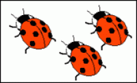 A card containing three ladybirds.