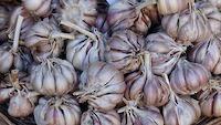 Lots of purple garlic bulbs.
