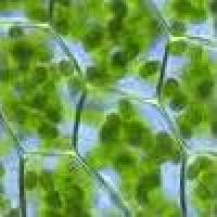\bioNRICH