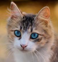 A cat with blue eyes.