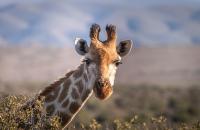 A giraffe.