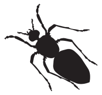 An ant.