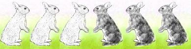 Bunny Hop Bunny Hop