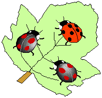 Bugs in the Garden