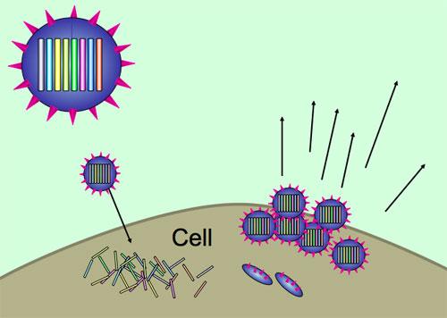 Influenza virus: it's all in the packaging