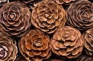 Pattern Making Pinecones.