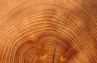 Pattern Making Rings of a tree trunk.