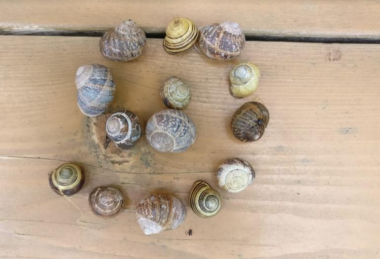 Clone for Shape and Space