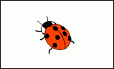 Ladybird Count