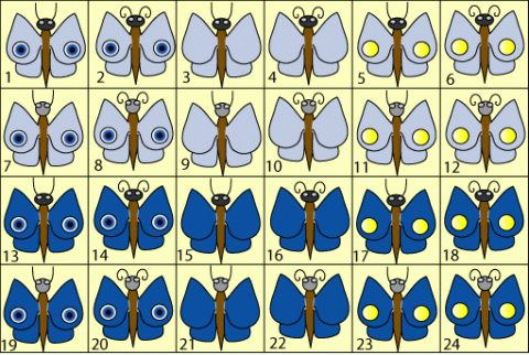 Butterfly Cards