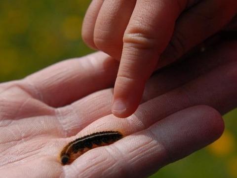 Making Caterpillars A brown furry caterpillar walks along the palm of someone's hand.