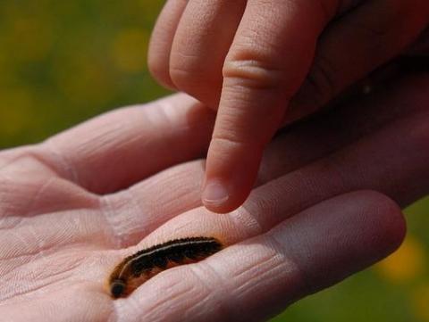 Making Caterpillars