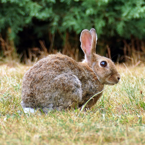 Brown rabbit in a field.