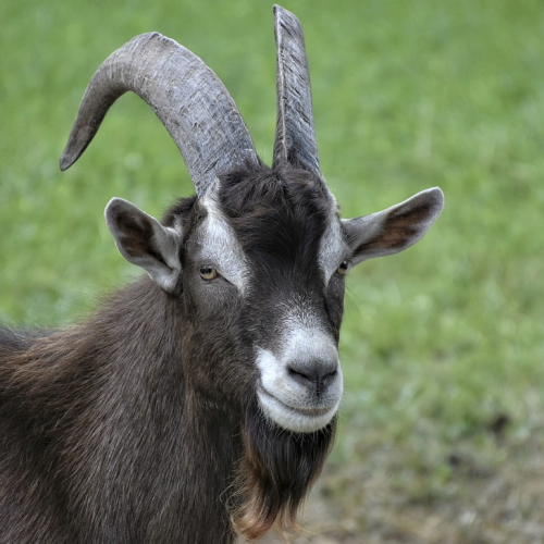A black goat with horns and white facial markings.