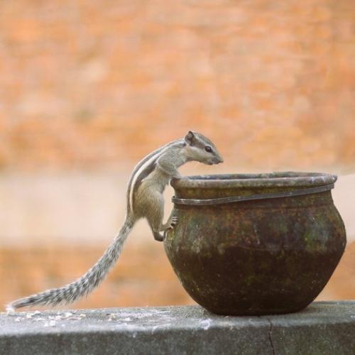 A squirrel peering into a pot.