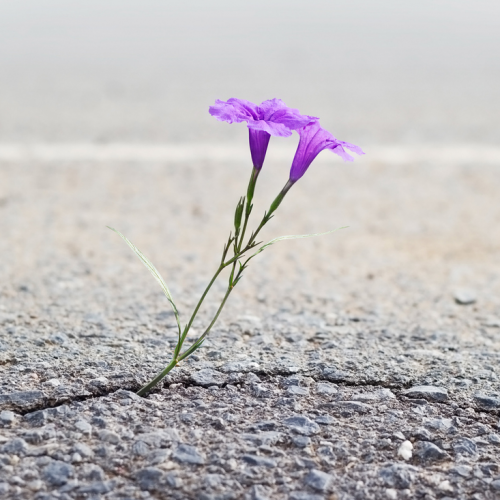 Two purple flowers growing out of a crack in the pavement.