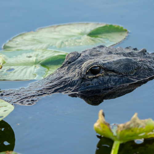 The top of an alligator's head above water, surrounded by lily pads.