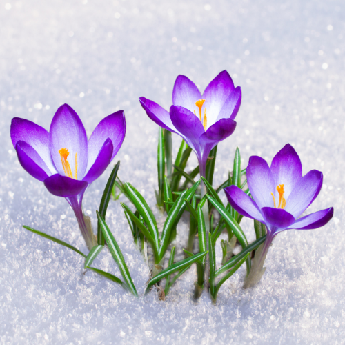 Purple crocuses in the snow.